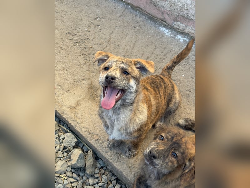 IVY ( 5 Stromer suchen ein Zuhause)