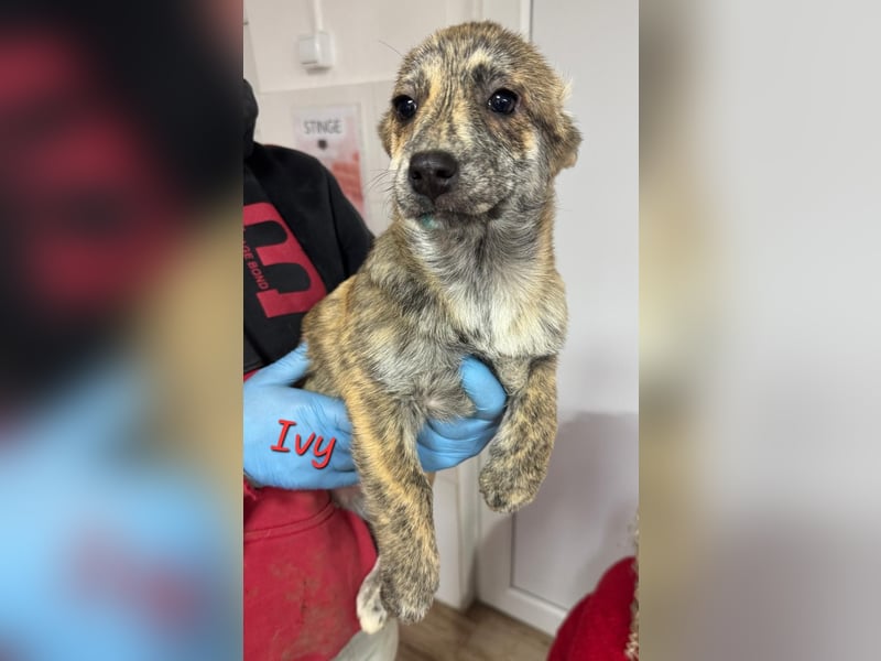 IVY ( 5 Stromer suchen ein Zuhause)