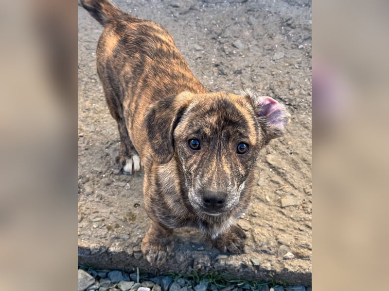 INDIE ( 5 Stromer suchen ein Zuhause