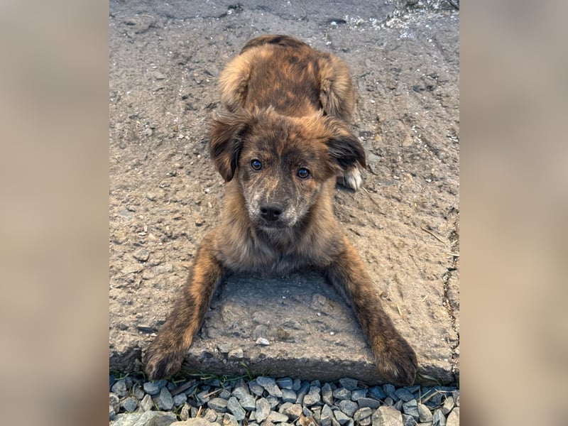 IRINA ( 5 Stromer suchen ein Zuhause)