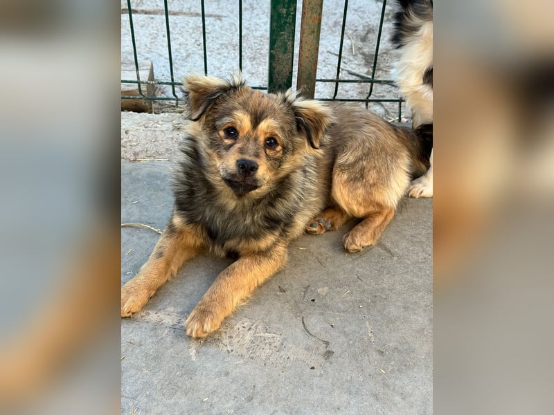 JIMMY & JOEY - 2 Brüder suchen ihre Menschen