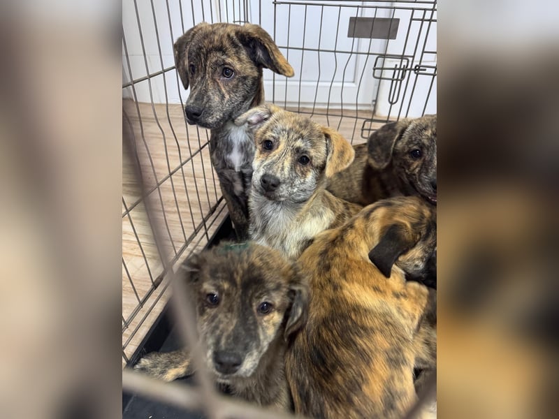 IVAN ( 5 Stromer suchen ein Zuhause)