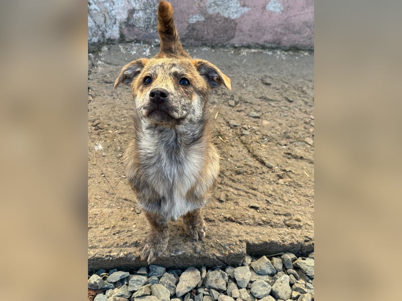 IVY ( 5 Stromer suchen ein Zuhause)