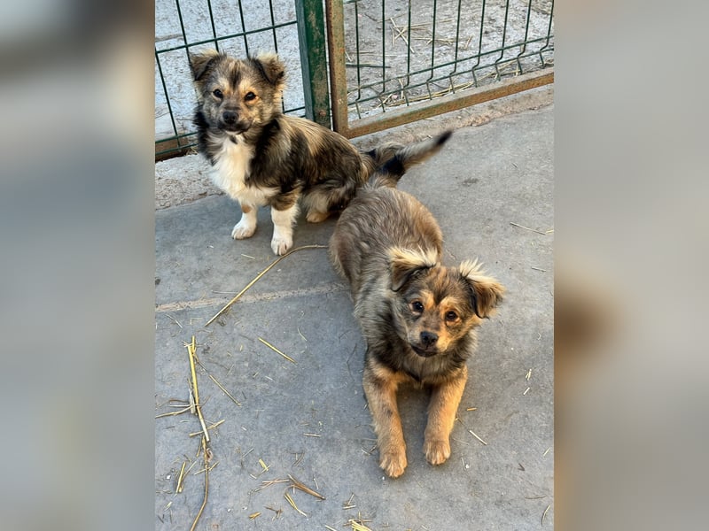 JIMMY & JOEY - 2 Brüder suchen ihre Menschen