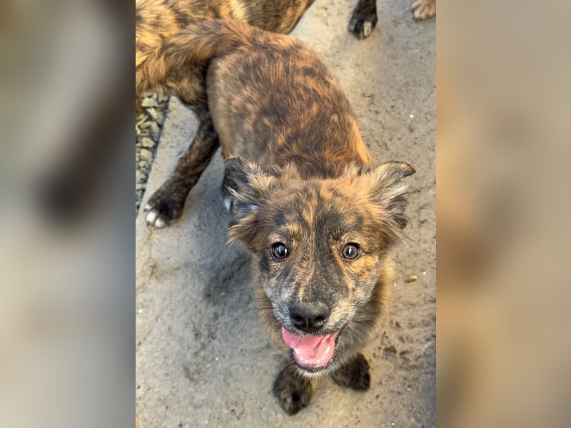 IRINA ( 5 Stromer suchen ein Zuhause)