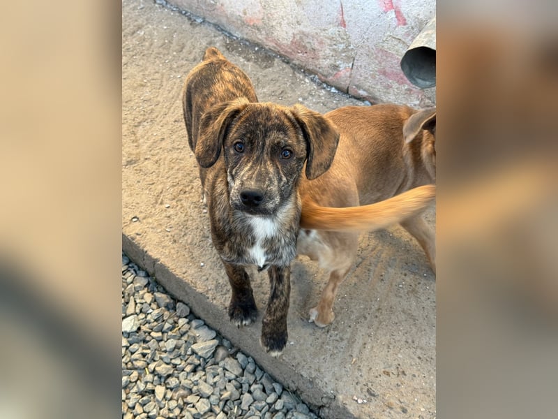 IVAN ( 5 Stromer suchen ein Zuhause)