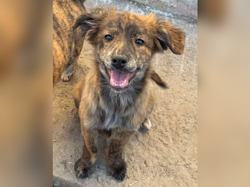 IRINA ( 5 Stromer suchen ein Zuhause)