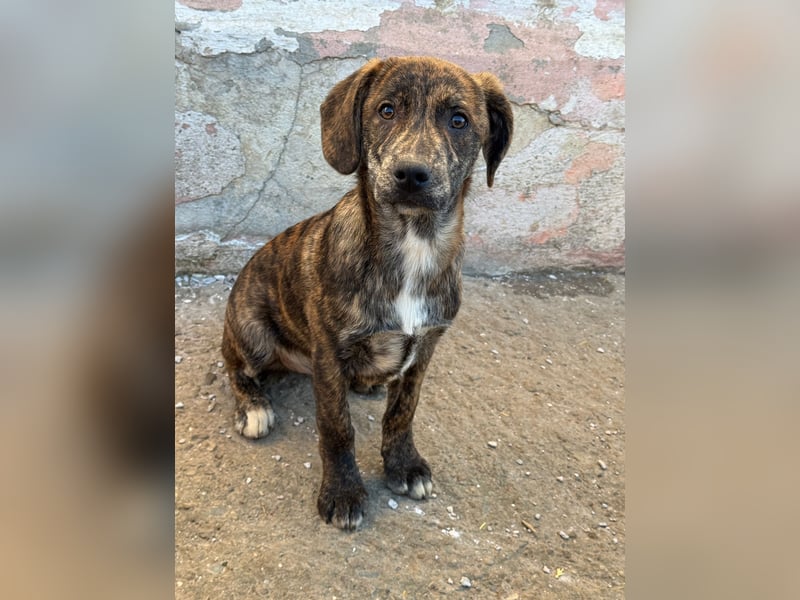 IVAN ( 5 Stromer suchen ein Zuhause)