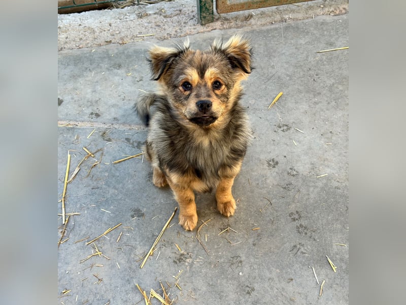 JIMMY & JOEY - 2 Brüder suchen ihre Menschen