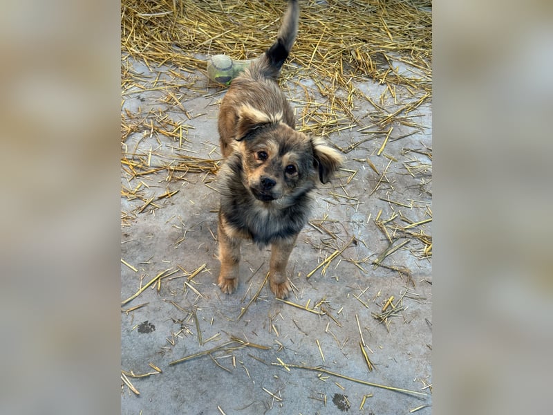 JIMMY & JOEY - 2 Brüder suchen ihre Menschen