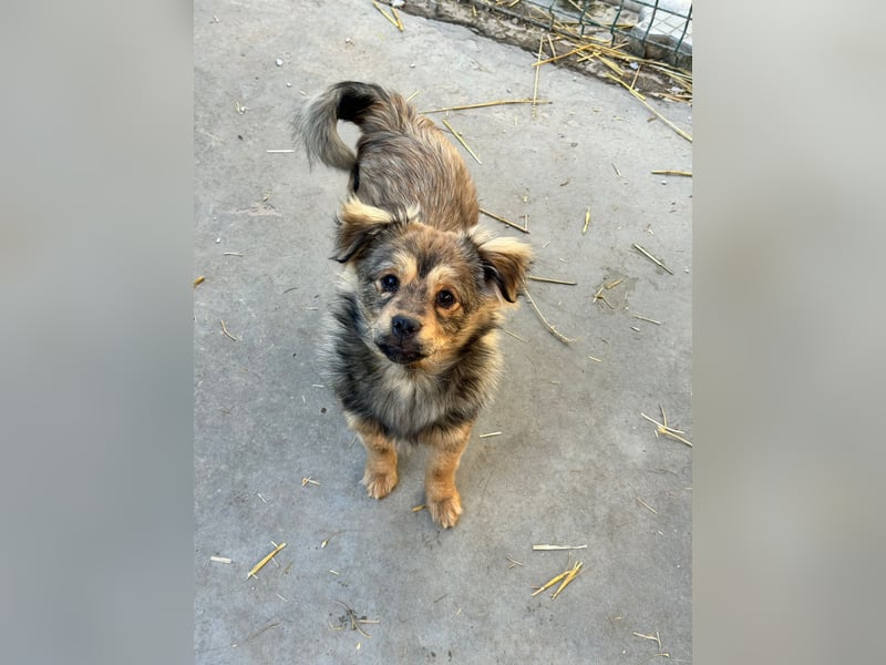 JIMMY & JOEY - 2 Brüder suchen ihre Menschen