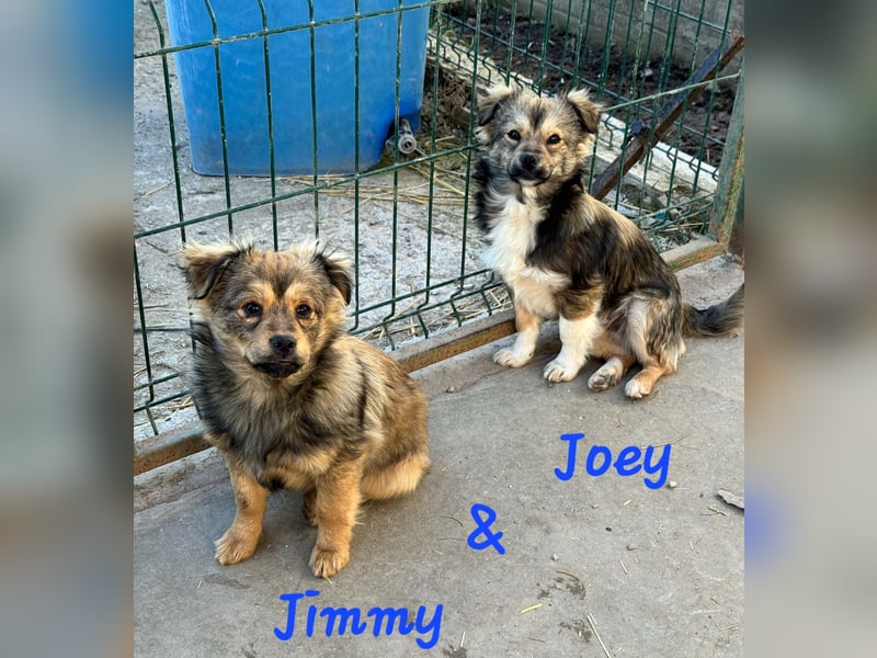 JIMMY & JOEY - 2 Brüder suchen ihre Menschen