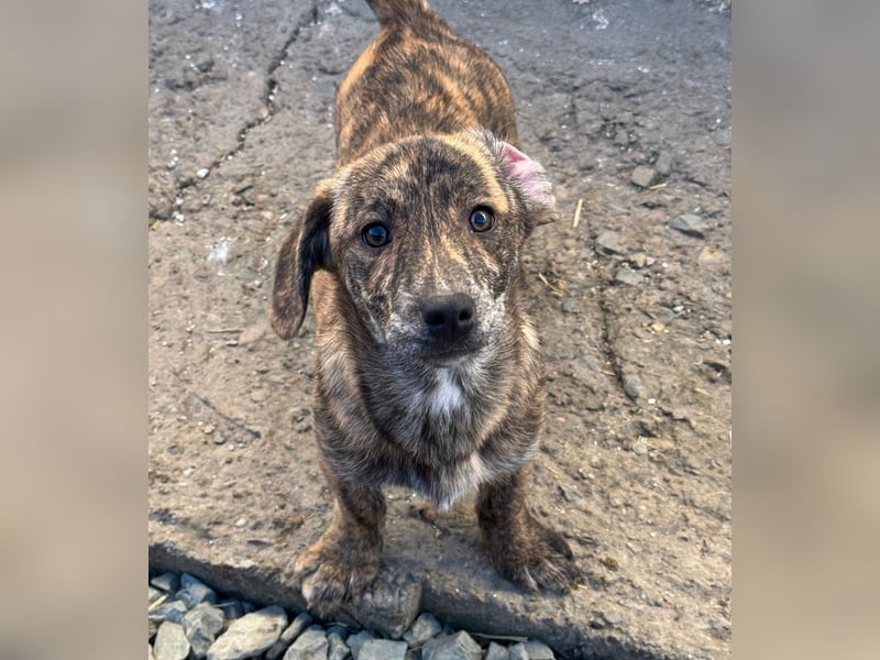 INDIE ( 5 Stromer suchen ein Zuhause