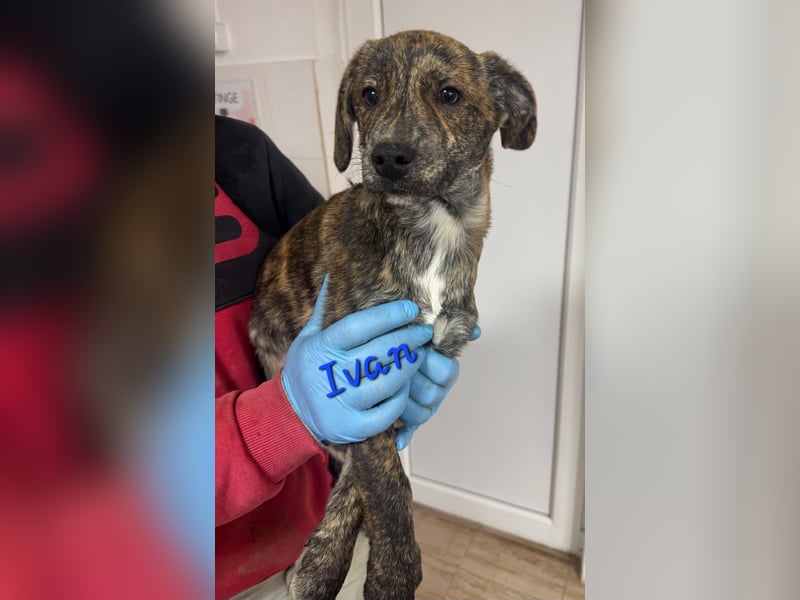 IVAN ( 5 Stromer suchen ein Zuhause)