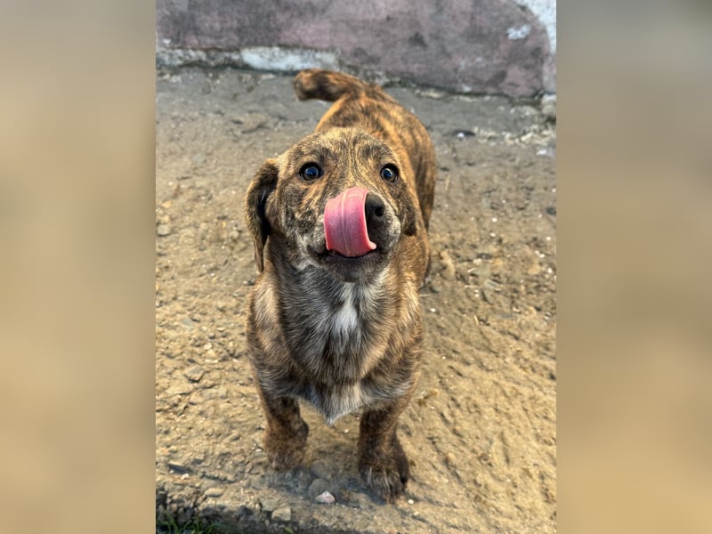 INDIE ( 5 Stromer suchen ein Zuhause