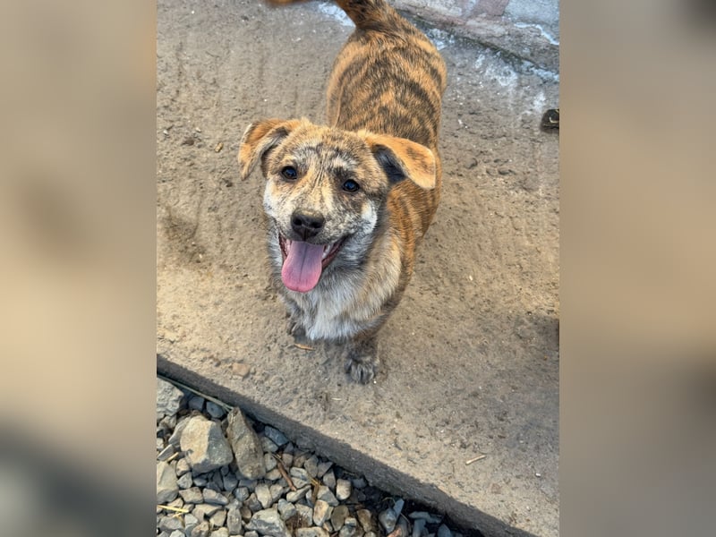 IVY ( 5 Stromer suchen ein Zuhause)