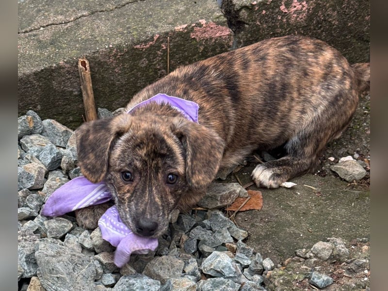 INDIE ( 5 Stromer suchen ein Zuhause