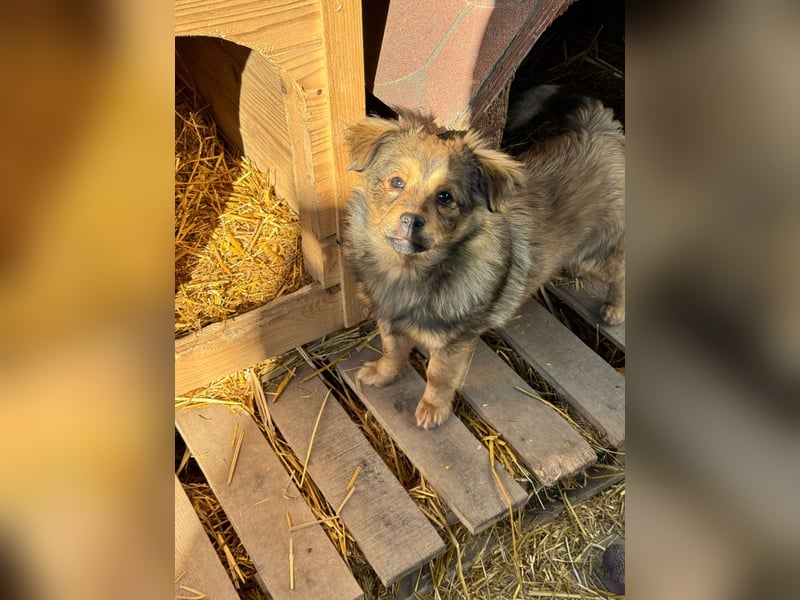 JIMMY & JOEY - 2 Brüder suchen ihre Menschen