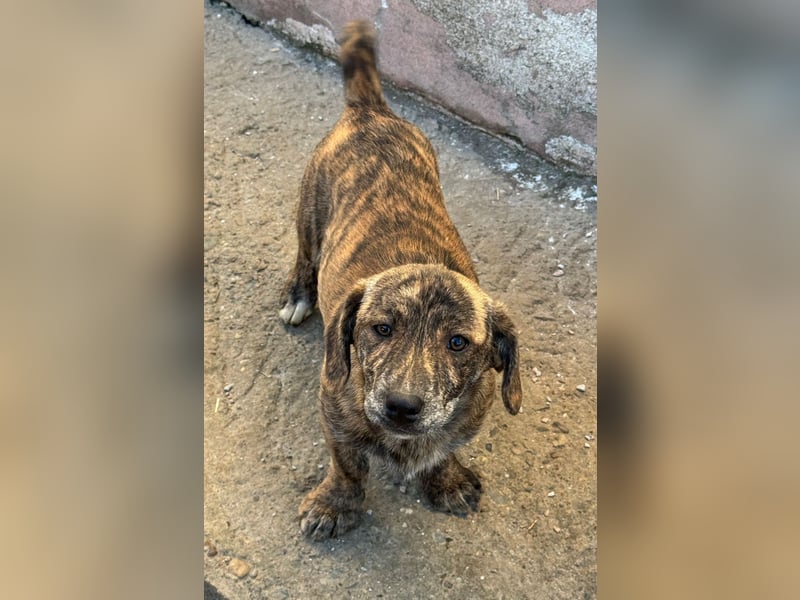 INDIE ( 5 Stromer suchen ein Zuhause