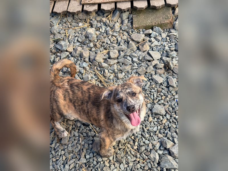 IVY ( 5 Stromer suchen ein Zuhause)