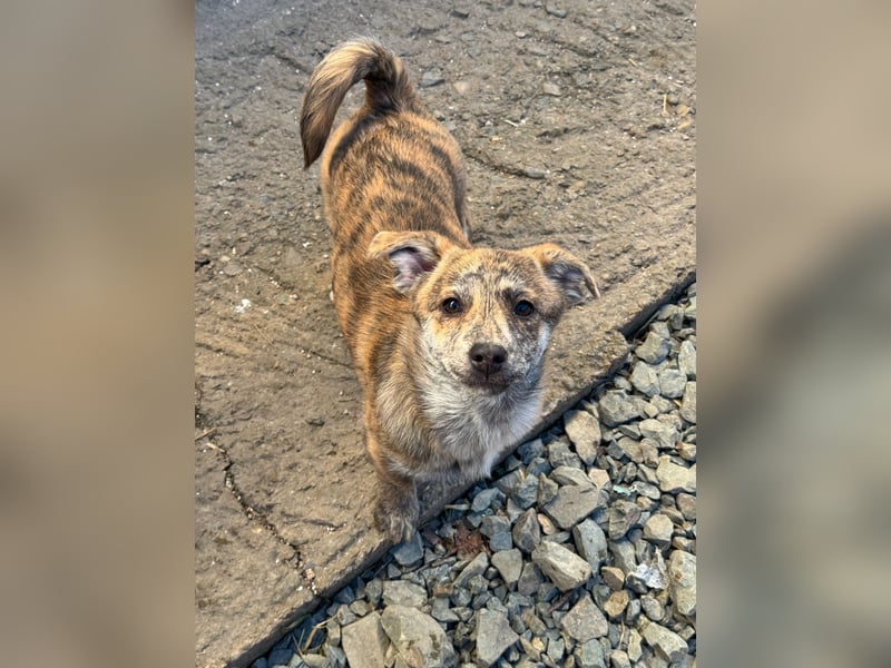 IVY ( 5 Stromer suchen ein Zuhause)