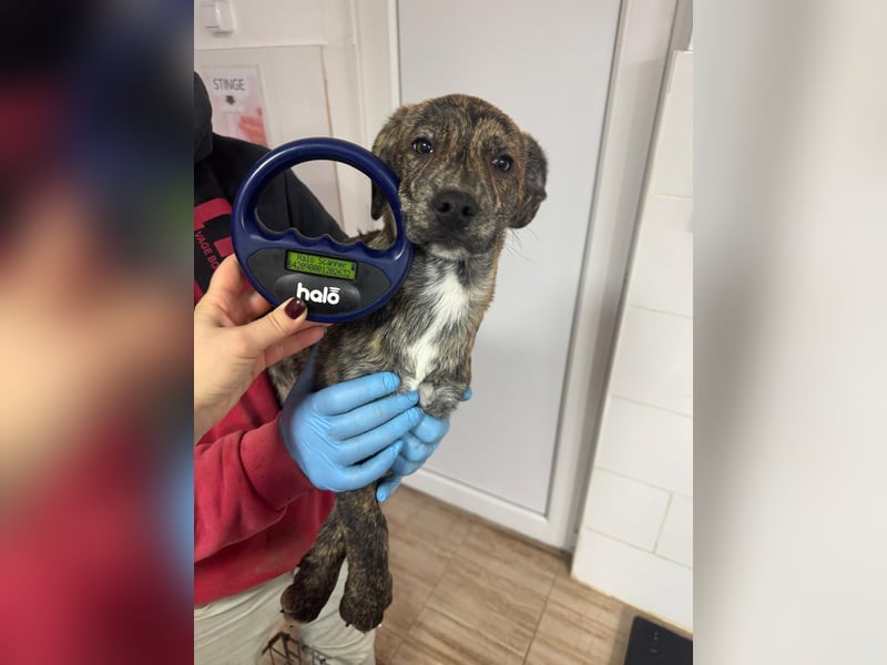 IVAN ( 5 Stromer suchen ein Zuhause)