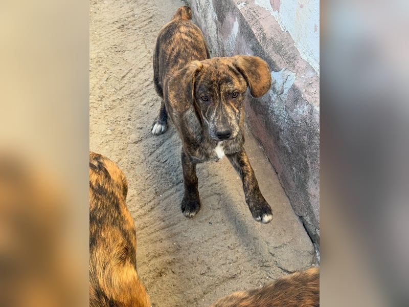 IVAN ( 5 Stromer suchen ein Zuhause)