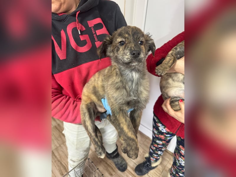 IRINA ( 5 Stromer suchen ein Zuhause)