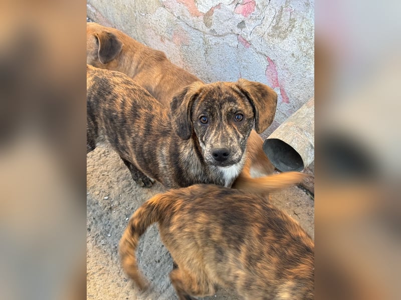 IVAN ( 5 Stromer suchen ein Zuhause)