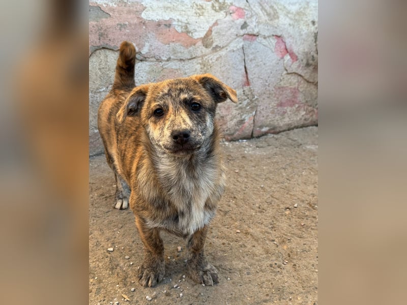 IVY ( 5 Stromer suchen ein Zuhause)