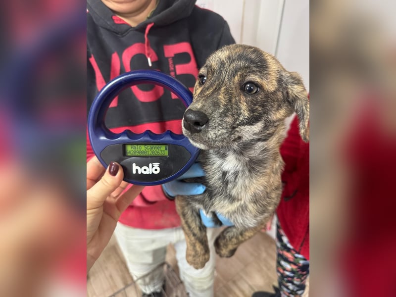 INDIE ( 5 Stromer suchen ein Zuhause