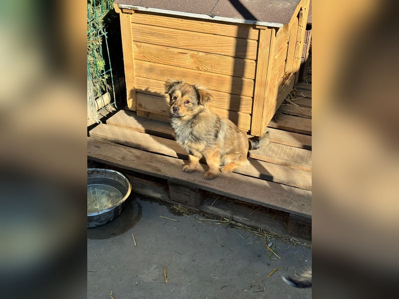 JIMMY & JOEY - 2 Brüder suchen ihre Menschen