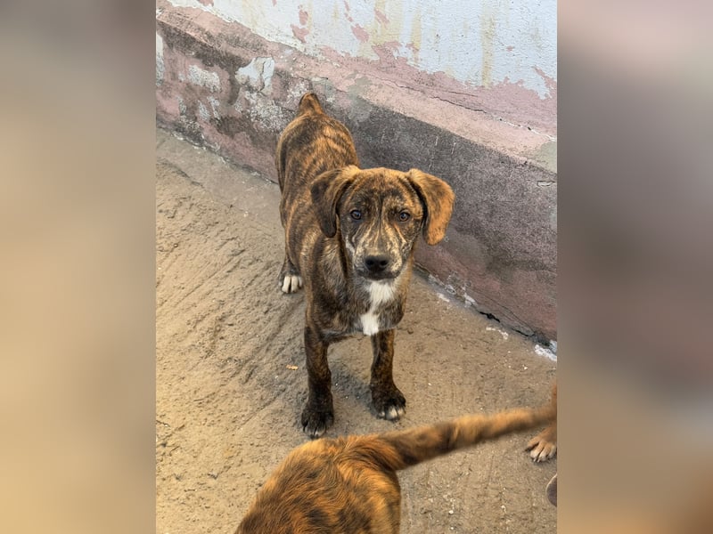 IVAN ( 5 Stromer suchen ein Zuhause)