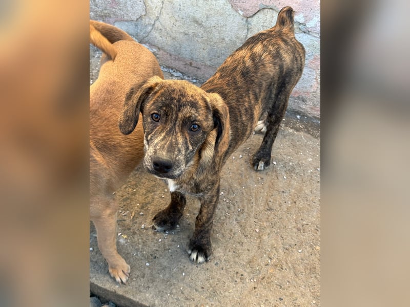 IVAN ( 5 Stromer suchen ein Zuhause)