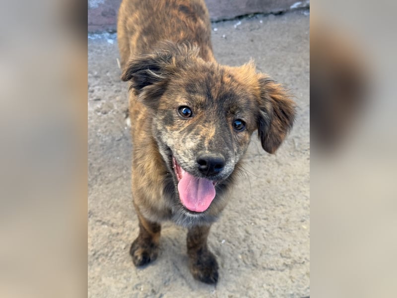 IRINA ( 5 Stromer suchen ein Zuhause)