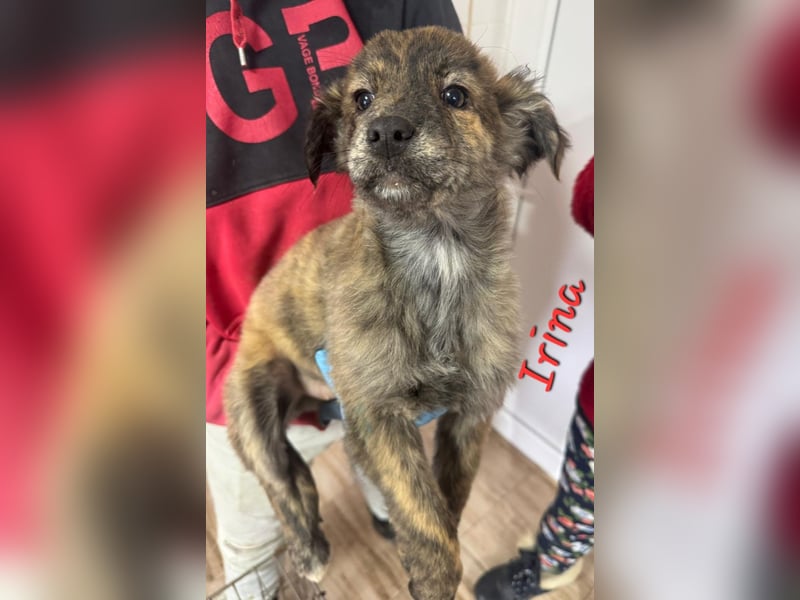 IRINA ( 5 Stromer suchen ein Zuhause)