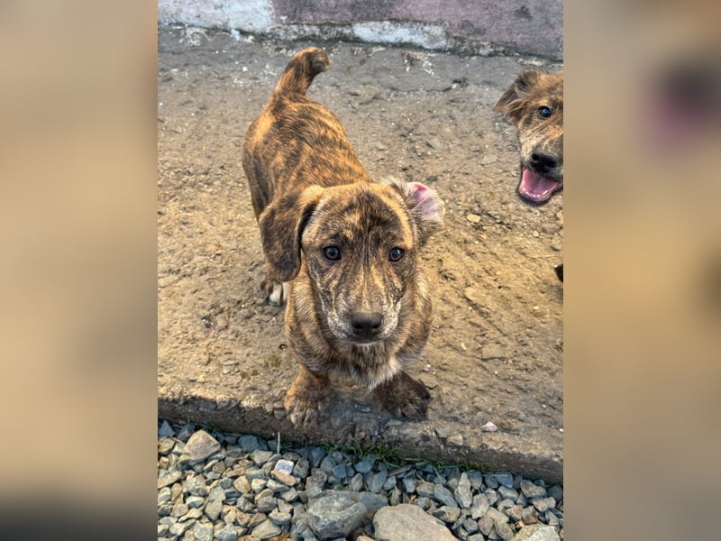 INDIE ( 5 Stromer suchen ein Zuhause