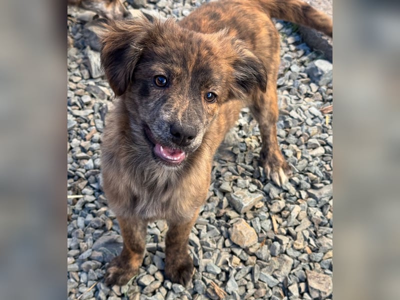 IRINA ( 5 Stromer suchen ein Zuhause)