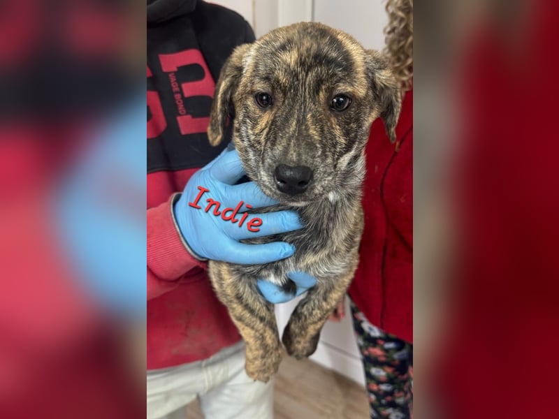 INDIE ( 5 Stromer suchen ein Zuhause