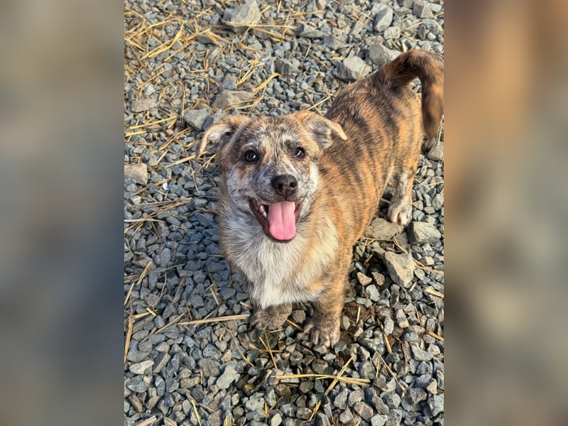 IVY ( 5 Stromer suchen ein Zuhause)