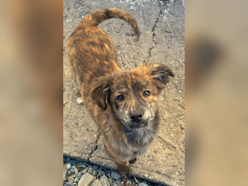 IRINA ( 5 Stromer suchen ein Zuhause)