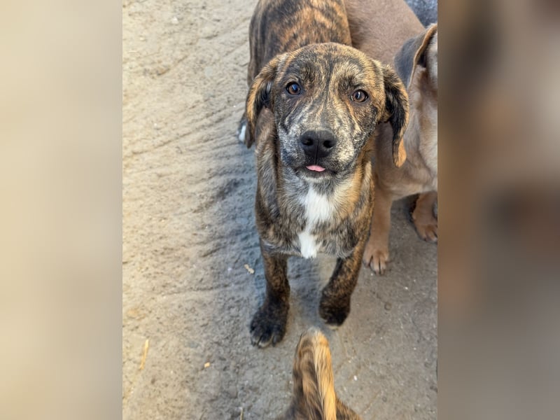 IVAN ( 5 Stromer suchen ein Zuhause)