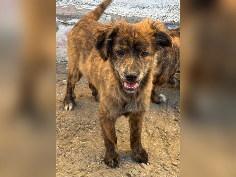 IRINA ( 5 Stromer suchen ein Zuhause)