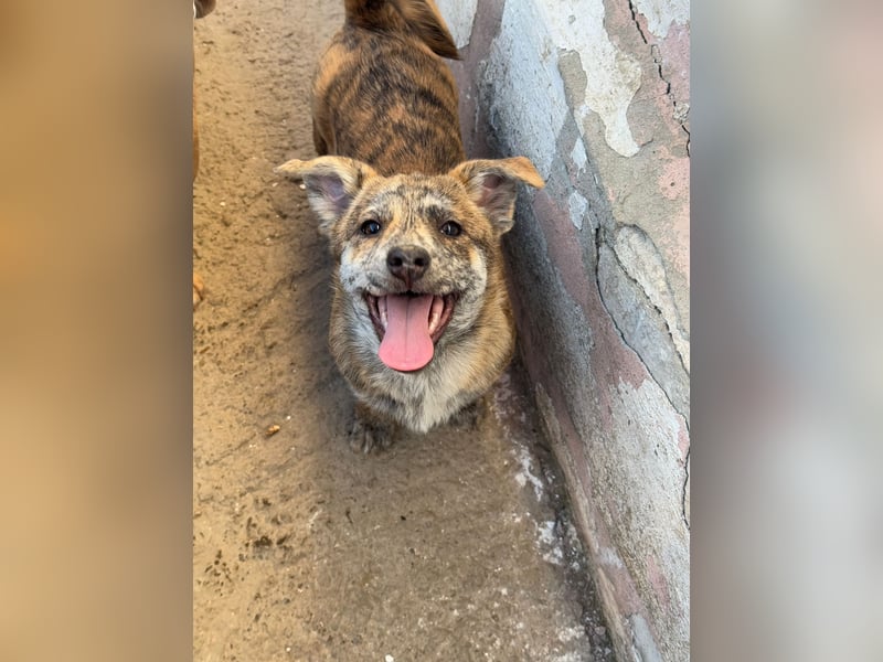 IVY ( 5 Stromer suchen ein Zuhause)