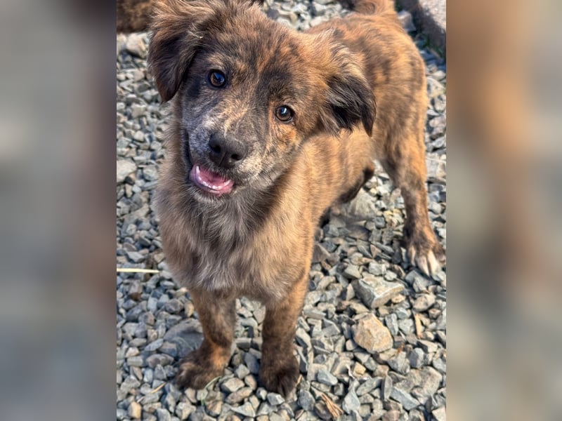 IRINA ( 5 Stromer suchen ein Zuhause)