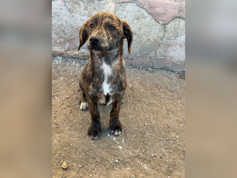 IVAN ( 5 Stromer suchen ein Zuhause)