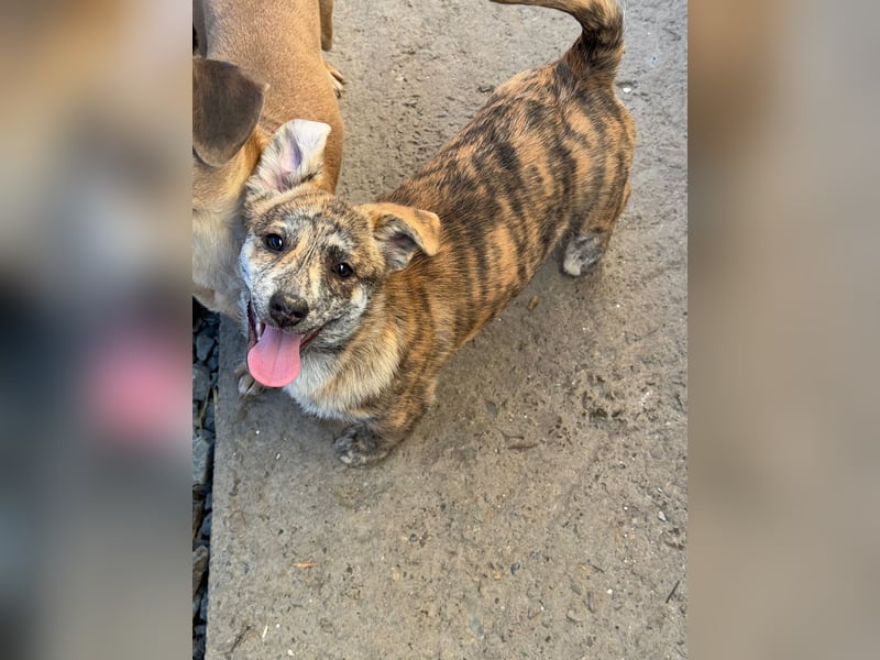 IVY ( 5 Stromer suchen ein Zuhause)