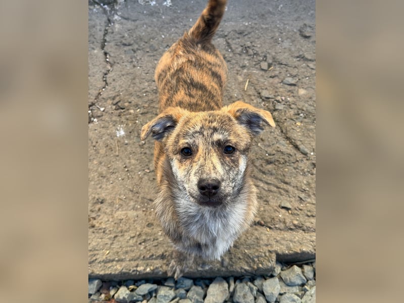 IVY ( 5 Stromer suchen ein Zuhause)