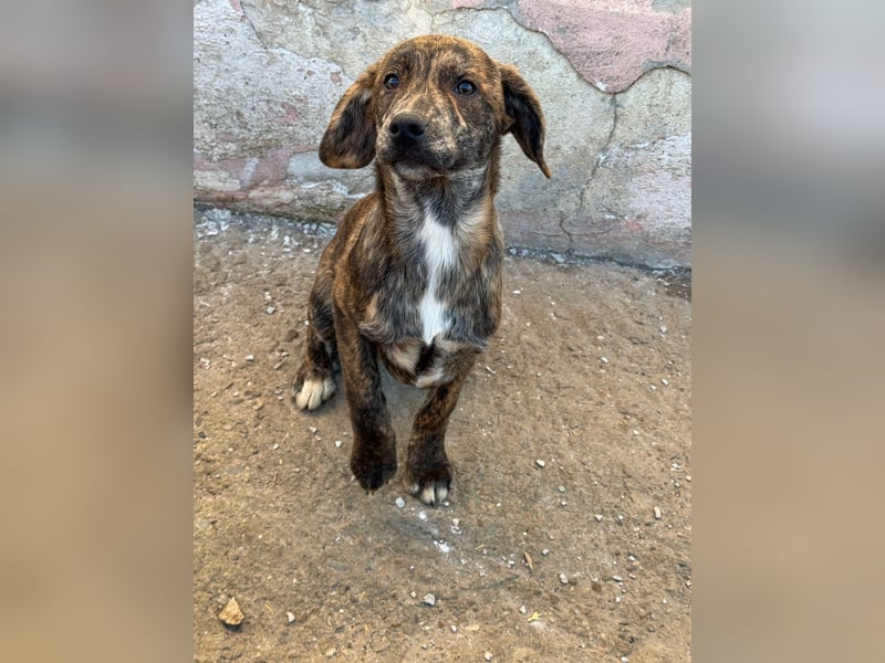 IVAN ( 5 Stromer suchen ein Zuhause)