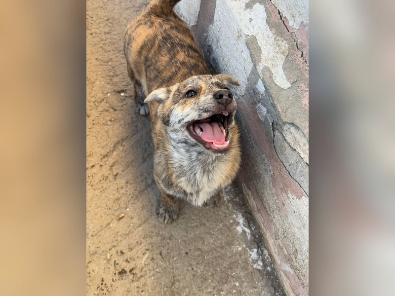 IVY ( 5 Stromer suchen ein Zuhause)